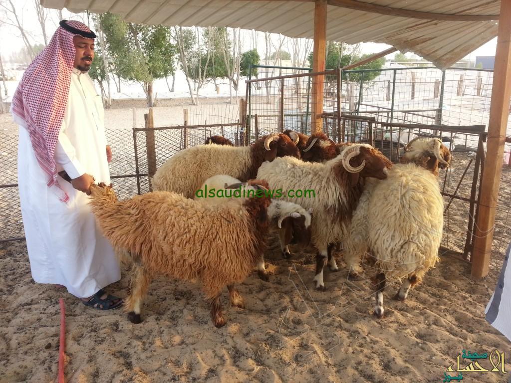 متى ينزل دعم المواشي هذا الشهر أكتوبر 1445/2023 الدفعة 49 ورابط الاستعلام عن الدعم عبر النفاذ الوطني