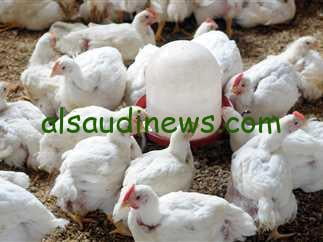 يا فرحة ماتمت رجعت تغلي تاني ..ارتفاع سعر كيلو الفراخ البيضاء اليوم الاثنين 29 يناير 2024 في الاسواق