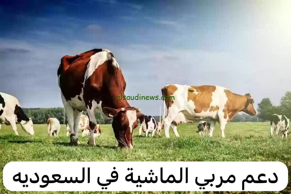 ماهي شروط الاستعلام.. عن دعم المواشي بالسعودية 1445 وما شروط الحصول على الدعم 144
