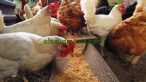 أسعار أعلاف الدواجن اليوم الأحد 7-1-2024 في الأسواق بجميع الانواع