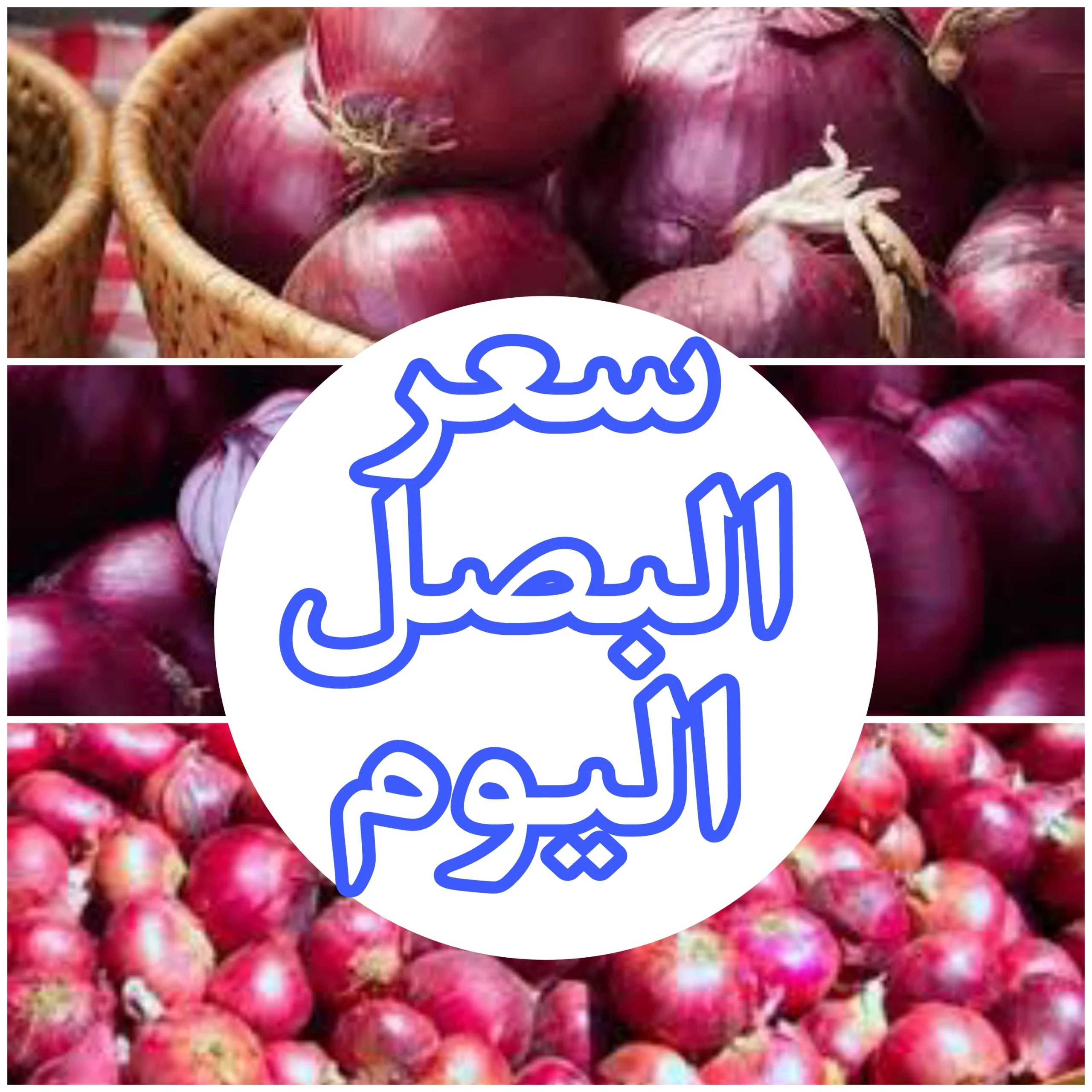 «بكام البصل النهارده».. سعر طن البصل اليوم الخميس 25 يناير 2024 للتجار والبائعين في سوق العبور