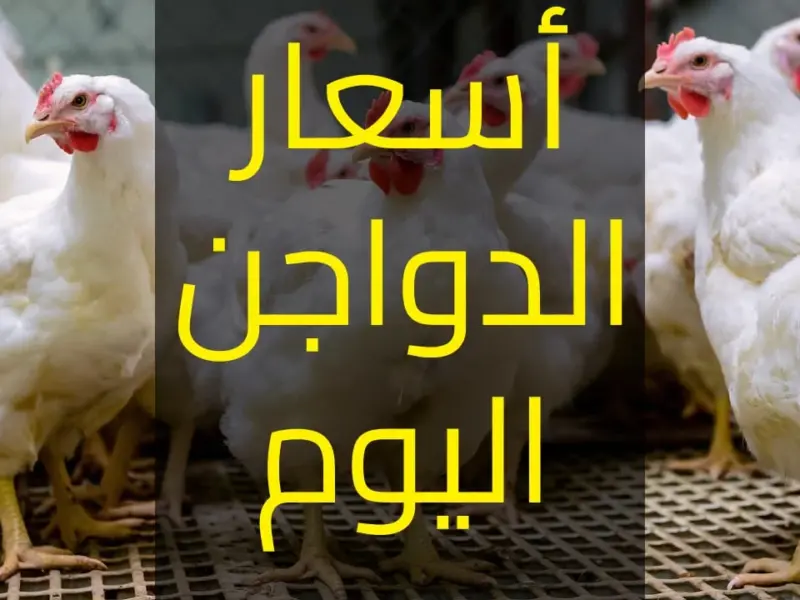 الحقي اشتري قبل ما تغلى تانى.. اسعار الدواجن اليوم في بورصة الدواجن والفراخ البيضاء