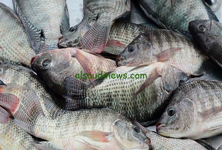 بكام النهاردة؟ أسعار السمك اليوم البلطي في العبور للمستهلك