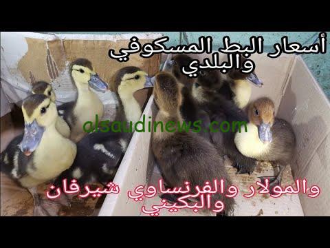 تراجع جديد.. اسعار البط اليوم الثلاثاء 27 فبراير 2024 في الأسواق البلدي والمسكوفي والمولر