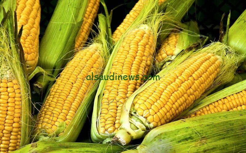 “الطن رخص النهاردة” سعر طن الذرة الصفراء اليوم الجمعة 16-2-2024 في الأسواق