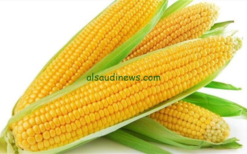 “الحقي أكلي الفراخ” سعر طن الذرة الصفراء اليوم الثلاثاء 20-2-2024 في مصر