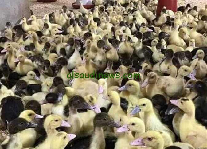 ‎الكيلو عدى 150 جنيه..سعر البط المسكوفي في الأسواق المصرية| أسعار البط المسكوفى عمر 15 يوم بالكيلو اليوم في مصر