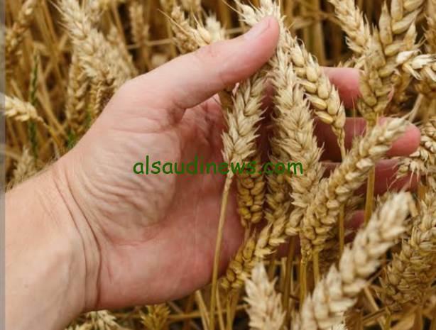 الفلاحين هيطيرو من الفرحة.. سعر أردب القمح اليوم الاثنين 18 مارس 2024 الحكومة تزف بشرى سارة