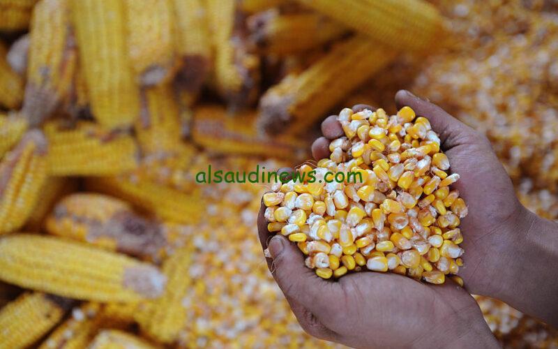 بـ 13 الف| بكام سعر طن الذرة الصفراء اليوم الجمعة 15-3-2024 اقبال على البرازيلي