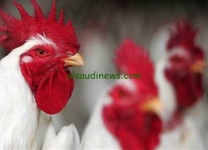 بورصة الدواجن اليوم.. أسعار الفراخ اليوم الثلاثاء 14 مايو 2024 في الأسواق المصرية