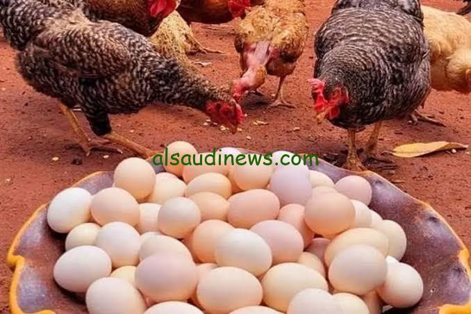 بكام فى بورصة الدواجن.. اسعار الفراخ اليوم الأحد 30 يونيو 2024 والبيض بالكرتونة فى جميع الاسواق للمستهلك