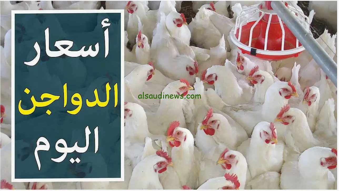 الكيلو ب 95 جنيه… أسعار الدواجن اليوم الاثنين 29 يوليو 2024 ببورصة الدواجن
