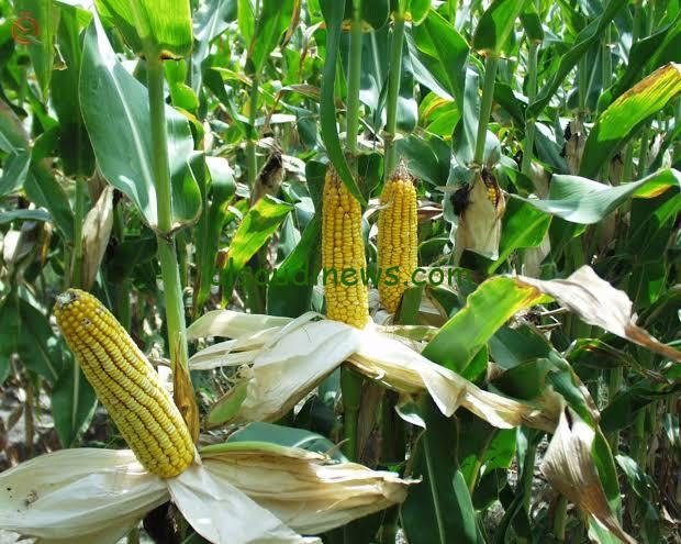 طن الذرة اصفر وابيض بكام.. سعر الذرة الصفراء والبيضاء اليوم 23 يوليو 2024 فى جميع الاسواق المحلية المصرية