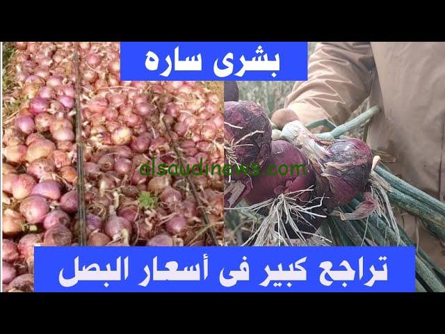 كيلو البصل بكام ؟ .. أسعار البصل اليوم 22 يوليو 2024 في جميع الاسواق