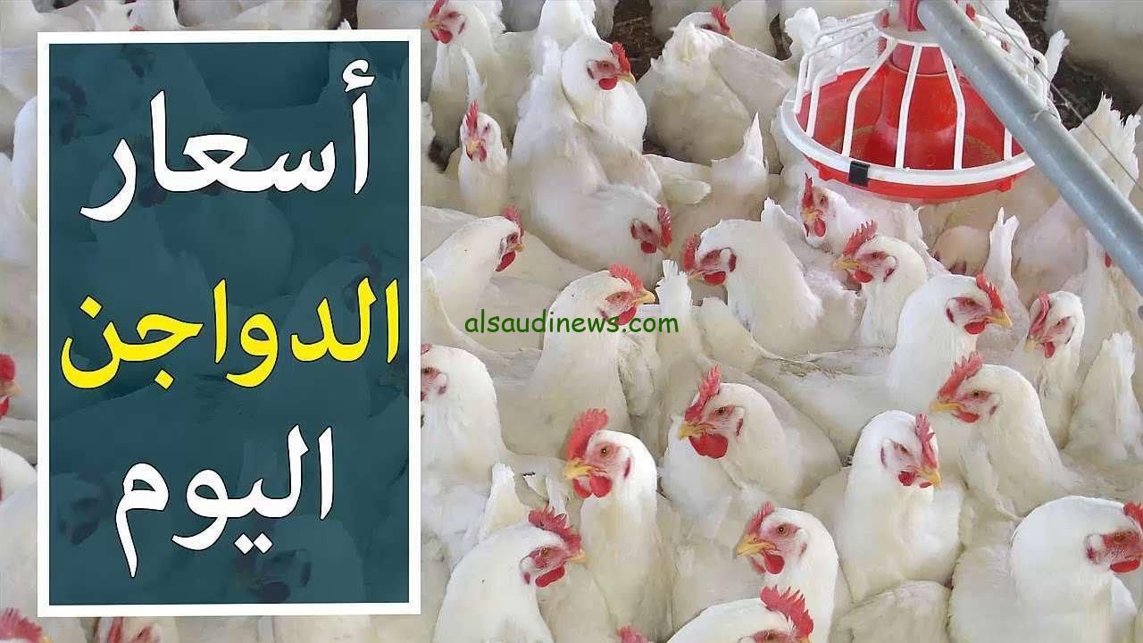 ياتري الفراخ وصلت لكام؟ أسعار الدواجن اليوم الثلاثاء 23 يوليو 2024 في الأسواق