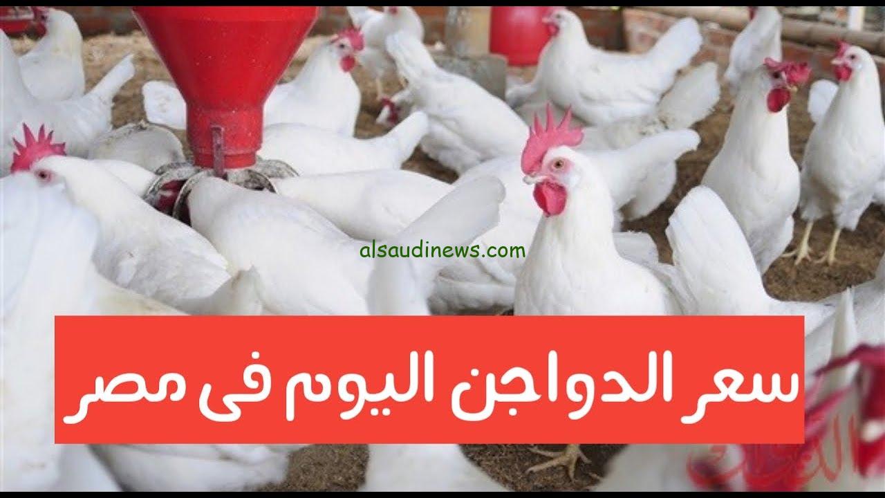 الكيلو بـ 80 جنيه… سعر الدواجن اليوم السبت 20 يوليو 2024 في بورصة الدواجن