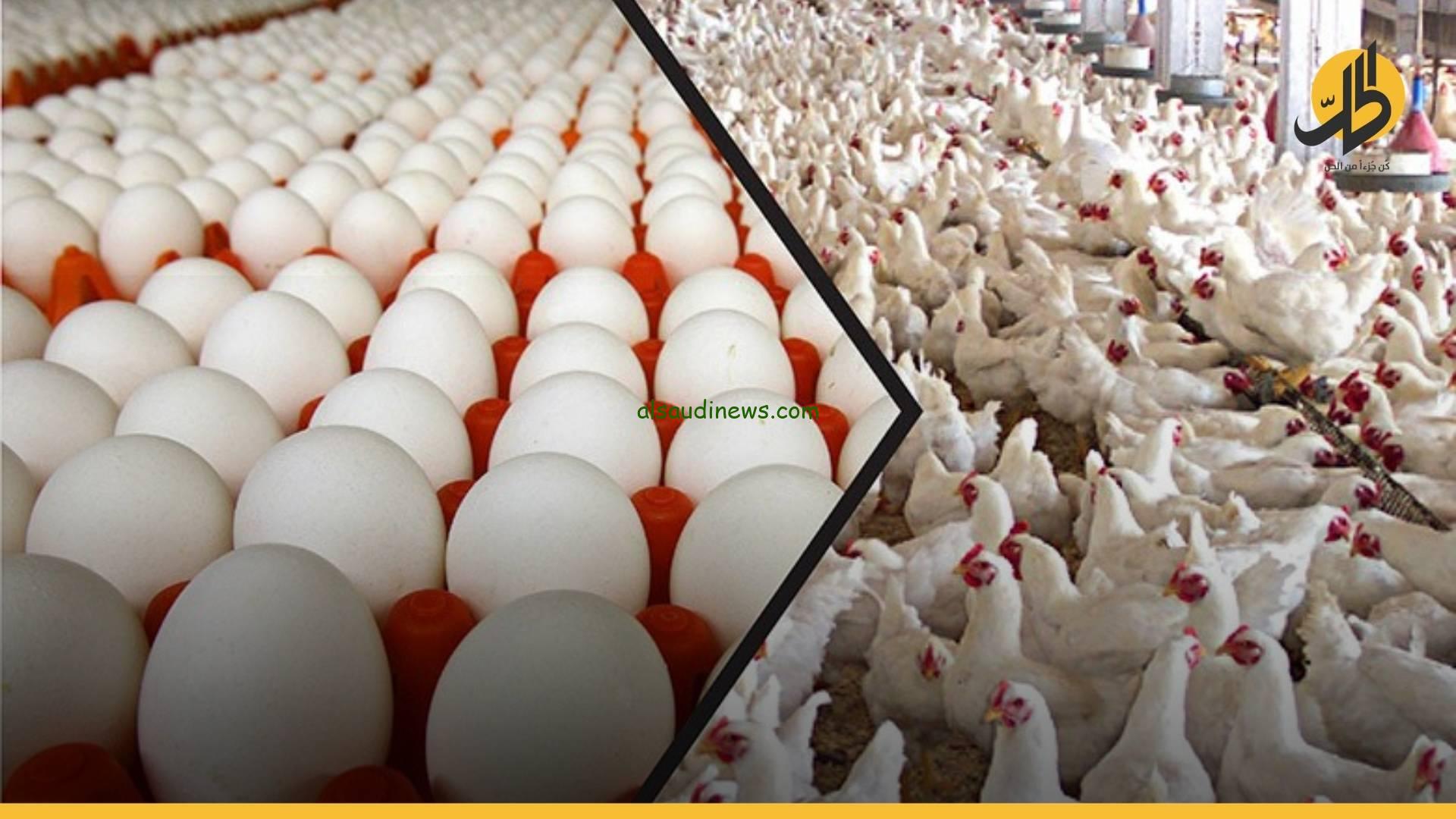 ” الفرخة بكام ” بورصة الدواجن اليوم اسعار الفراخ والكتاكيت اليوم الخميس 18 يوليو 2024 في مصر