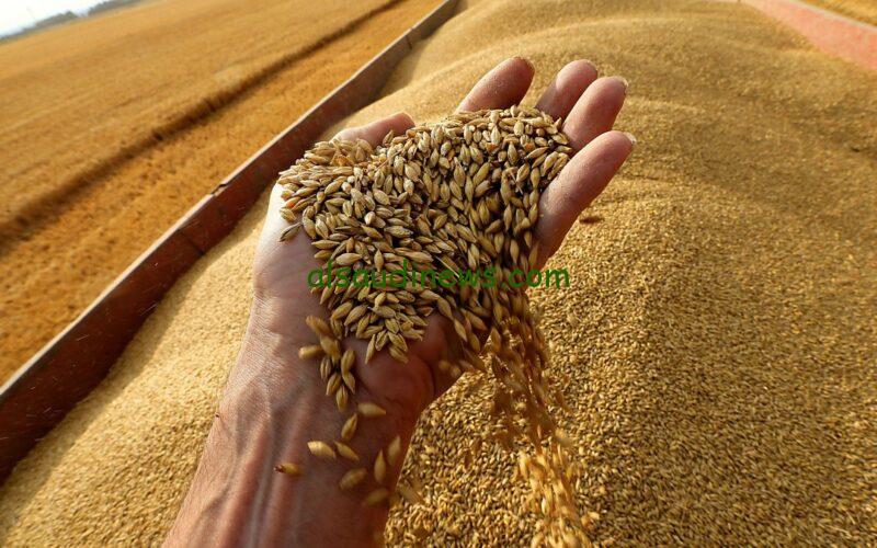 الاردب بكام .. سعر القمح اليوم الثلاثاء 30 يوليو 2024 في الأسواق