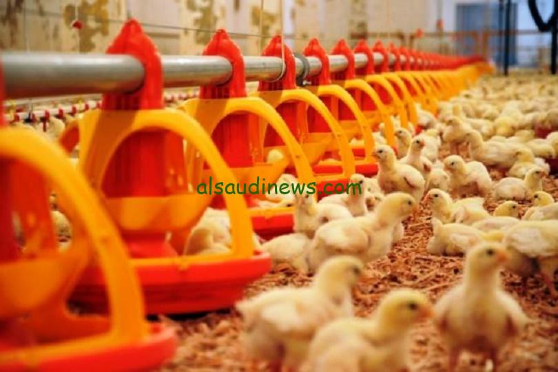الصغنن بكام .. أسعار الكتكوت الأبيض اليوم السبت 20 يوليو 2024 في بورصة الدواجن