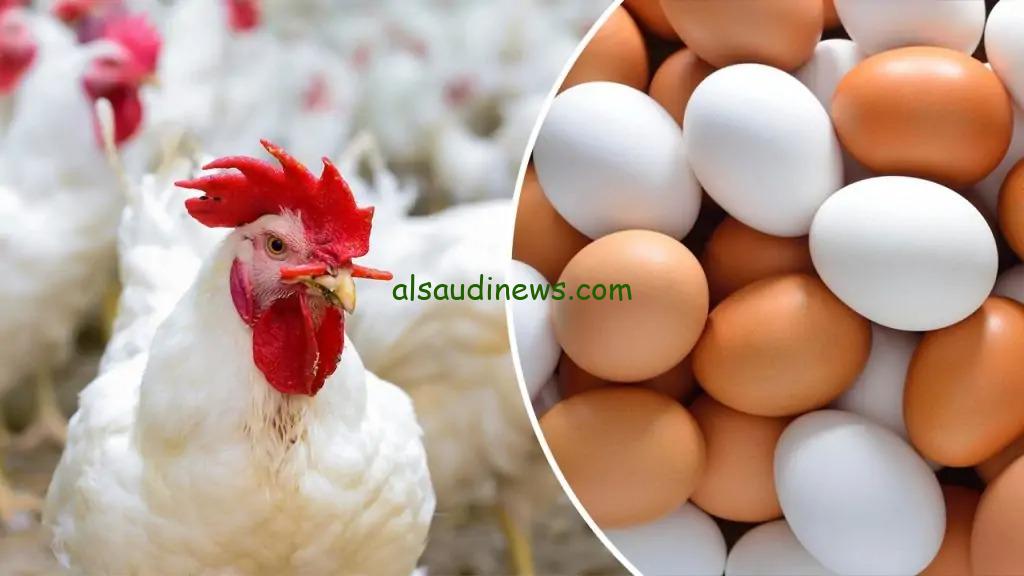الكيلو سعرة نزل .. بورصة الدواجن اسعار الفراخ البيضاء اليوم 13 يوليو 2024 فى الاسواق والمزارع وسعر البيض