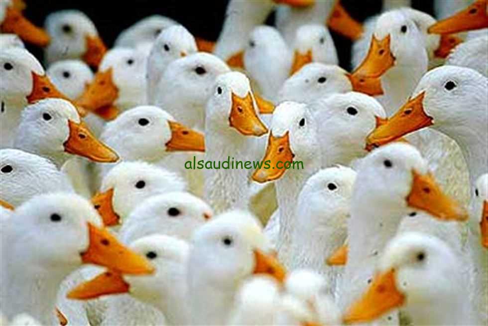 الكيلو بكام… سعر كيلو البط اليوم الاحد 21 يوليو 2024 في بورصة الدواجن