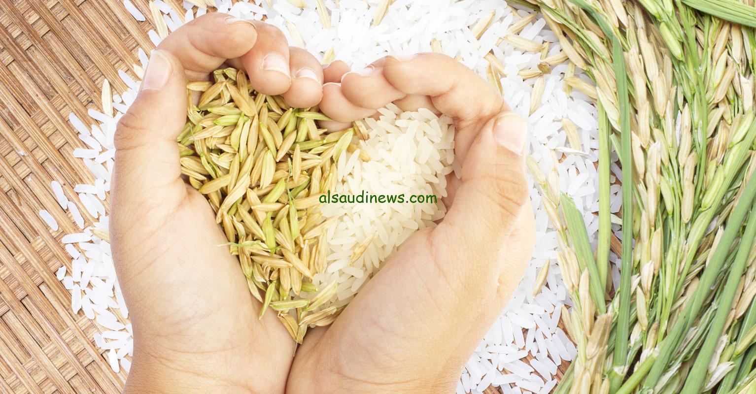 كيلو الرز بكام.. سعر طن الارز الشعير اليوم الثلاثاء 16 يوليو 2024 في الاسواق المحلية