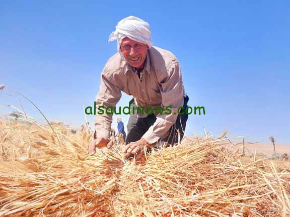 دهب الفلاح مجابش همة .. سعر القمح اليوم الثلاثاء 16 يوليو 2024 في الأسواق