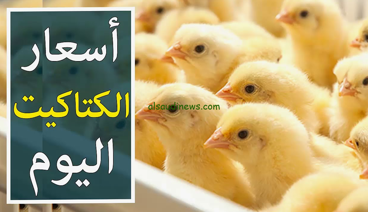 سعر الكتكوت الأبيض بكام .. سعر الكتكوت اليوم 1 أغسطس 2024 في البورصة والشركات المصرية