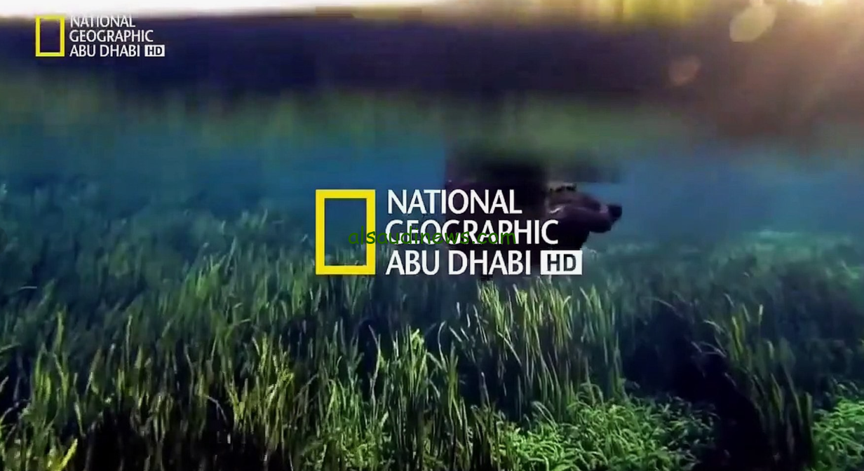 استمتع بعالم البحار.. تردد قناة ناشيونال جيوغرافيك 2024 National Geographic عبر نايل سات – عرب سات – ياه سات