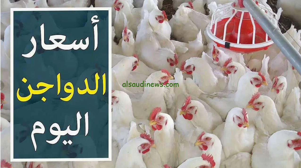 الحقي خزنيها… أسعار الدواجن اليوم الأربعاء 7 أغسطس 2024 ببورصة الدواجن