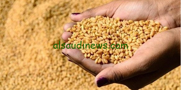 بكام الاردب .. سعر القمح اليوم 10 أغسطس 2024 في الاسواق