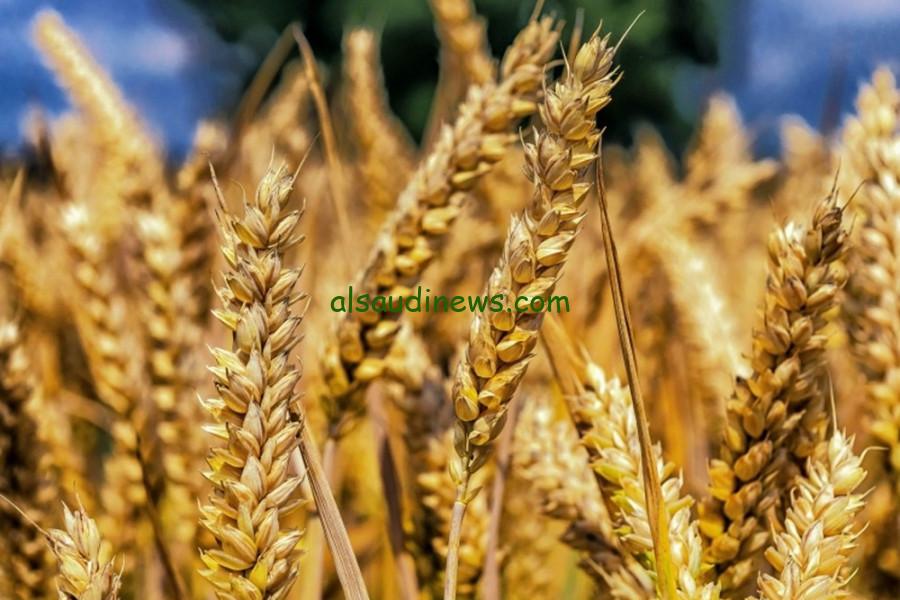 كيلو الأرز الشعير بكام … سعر طن الأرز الشعير اليوم الخميس 22-8-2024 وأسعار السلع الأساسية بالأسواق المصرية