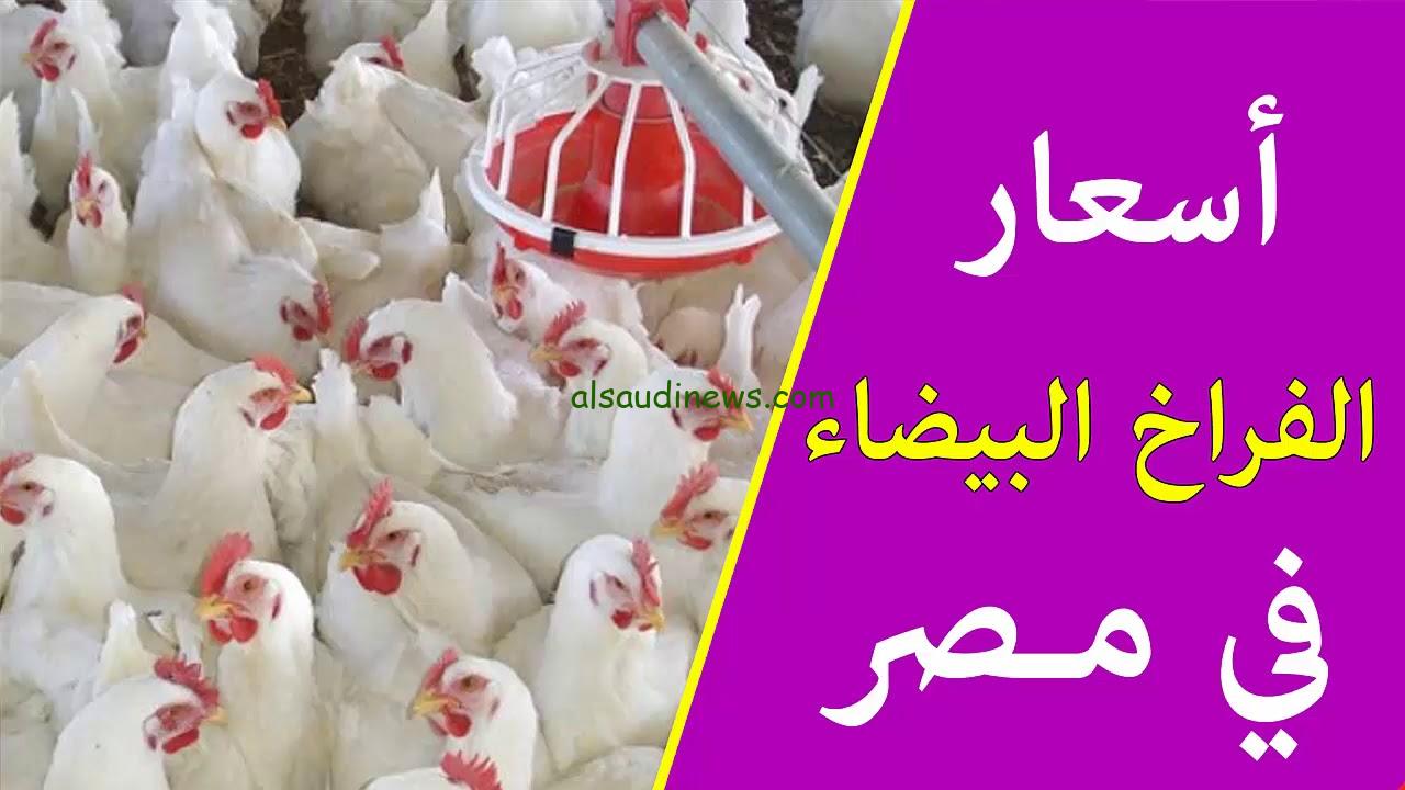 كيلو الفراخ بكام؟ بورصة الدواجن اليوم الفراخ البيضاء الاحد 25 اغسطس 2024 في مصر