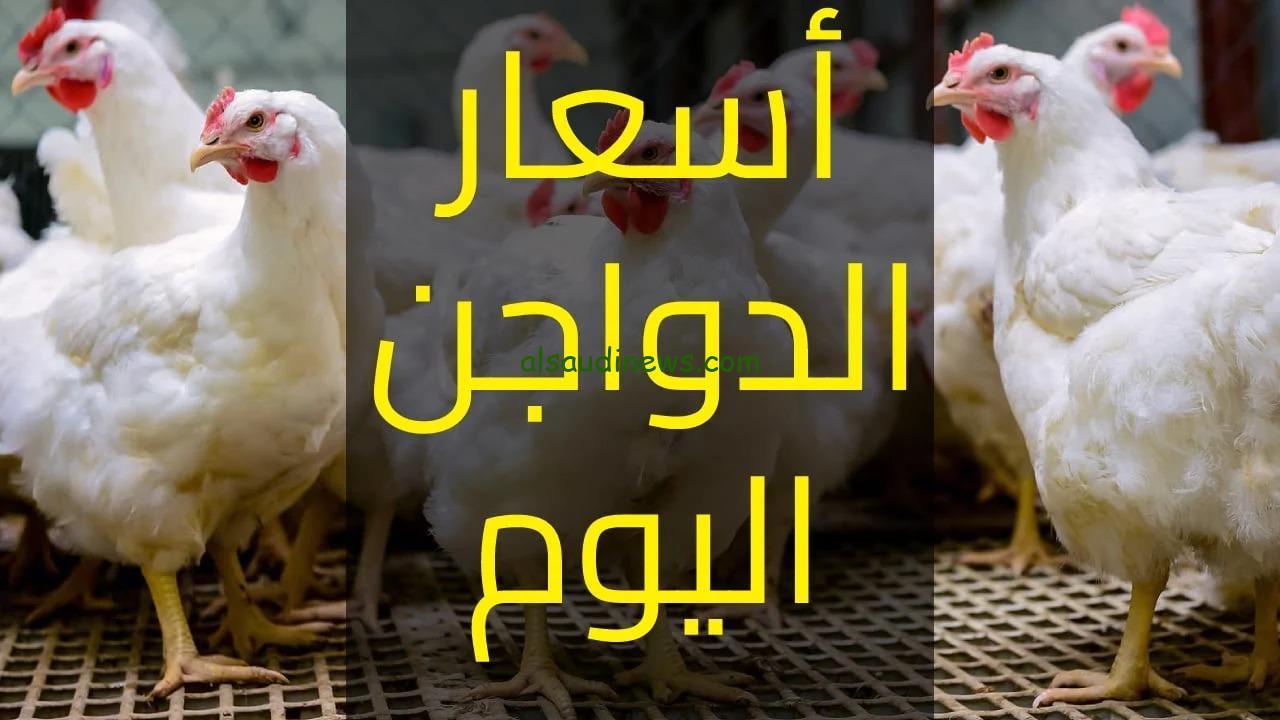 بكام الدواجن فى البورصة.. اسعار الفراخ البيضاء اليوم 22 اغسطس 2024 فى جميع الاسواق المحلية واسعار البيض