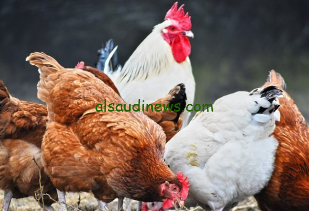 بــ 65 جنيه.. أسعار الفراخ اليوم الخميس 22 أغسطس 2024 في المزارع والأسواق