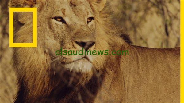 ” سوبر كارز ” تردد قناة ناشيونال جيوغرافيك 2024 علي الأقمار الصناعية نايل سات وعرب سات HD والبرامج التي تقدمها
