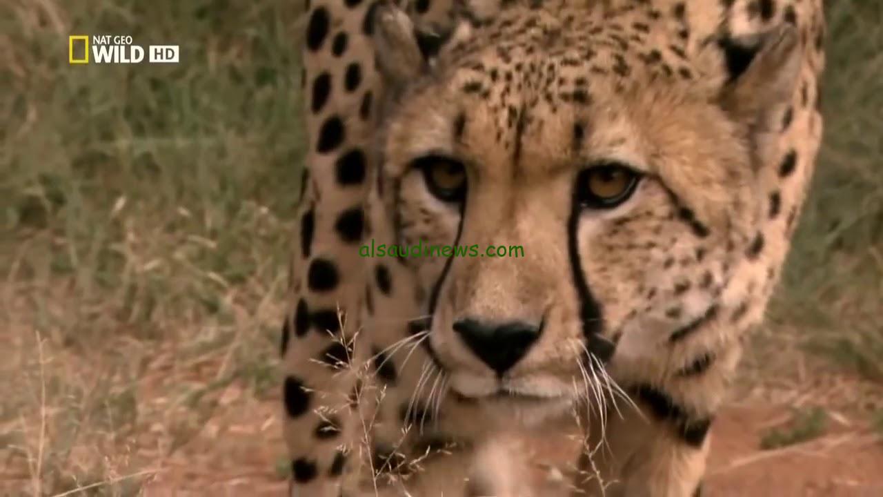 عالم الحيوان .. تردد قناة ناشيونال جيوغرافيك National Geographic الجديد 2024