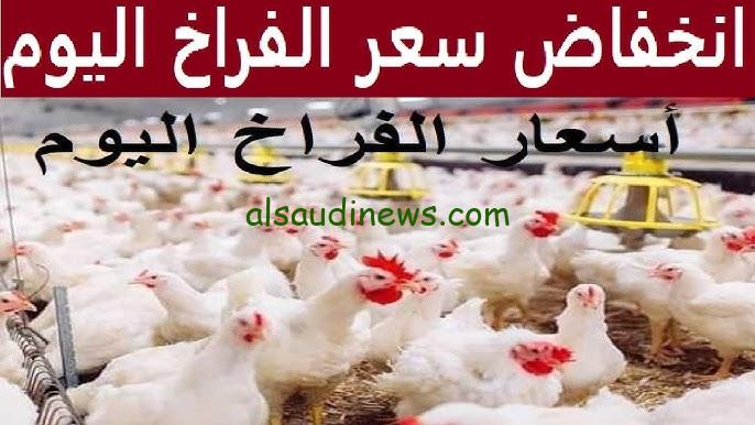 كيلو البانية بـ 150 .. سعر الدواجن اليوم الأثنين 26 أغسطس 2024 للمستهلك في الاسواق
