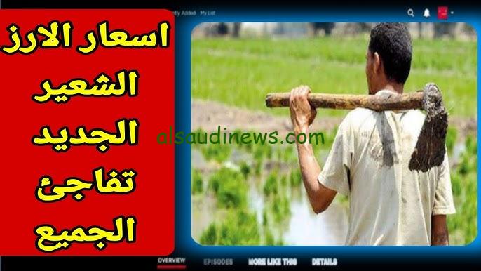 ” خزني رز علشان هيرفع ” .. سعر طن الأرز الشعير اليوم الاحد 25 أغسطس 2024 في الأسواق