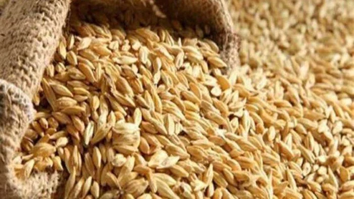 الحقي خزنيه.. سعر طن الأرز الشعير اليوم الاثنين 2-9-2024 للمستهلك في مصر
