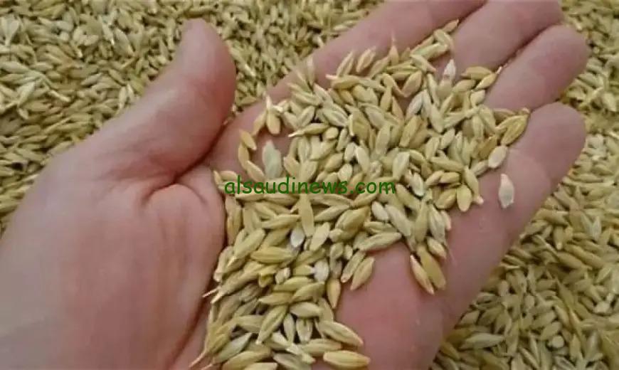 بكام الطن النهاردة؟.. سعر طن الارز الشعير اليوم 19 اغسطس 2024 فى جميع الاسواق للمستهلك والتجار