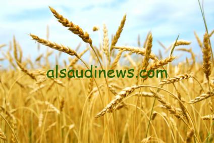 الاردب بكام… سعر طن القمح اليوم الثلاثاء 27 أغسطس 2024 في جميع الأسواق