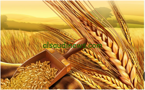 الاردب بكام انهارده.. سعر طن القمح اليوم الاحد 25 أغسطس 2024