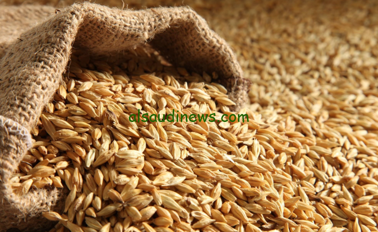 الطن بـ 13300.. سعر طن الأرز الشعير اليوم الاربعاء 11 سبتمبر 2024 “الحبة الرفيعة والعريضة” في الأسواق المصرية