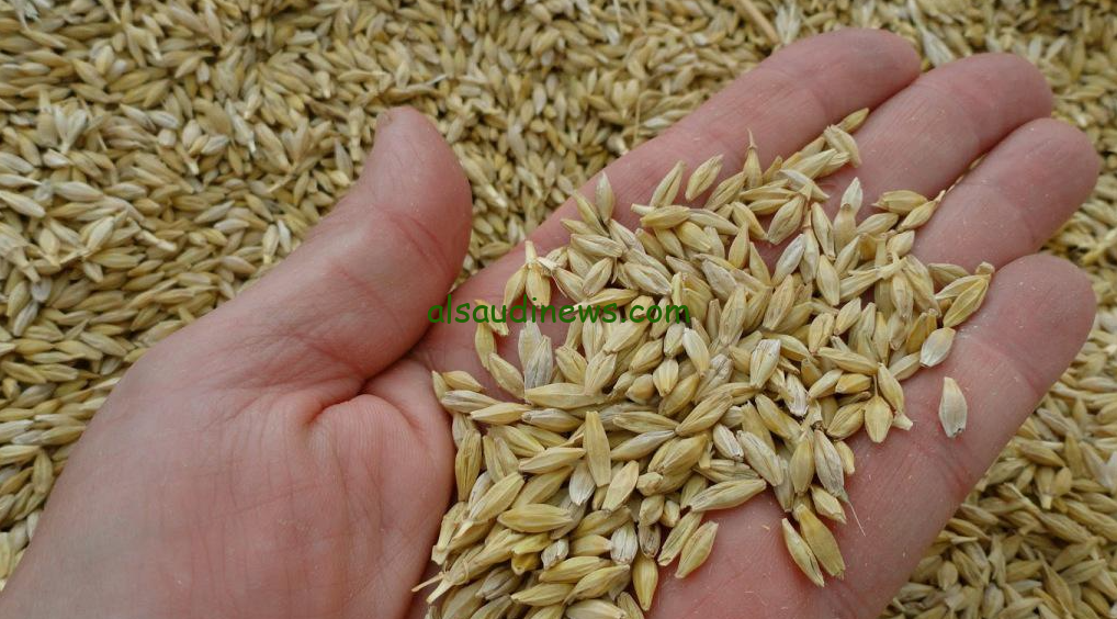 بكام الحبة العريضة؟؟… سعر طن الأرز الشعير اليوم الثلاثاء 17 سبتمبر 2024 في الأسواق المحلية