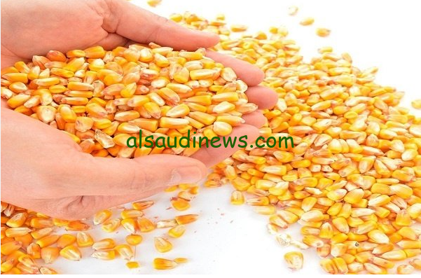 الاردب في العالي … سعر طن الذرة الصفراء اليوم الخميس 26 سبتمبر 2024 في جميع الأسواق المصرية
