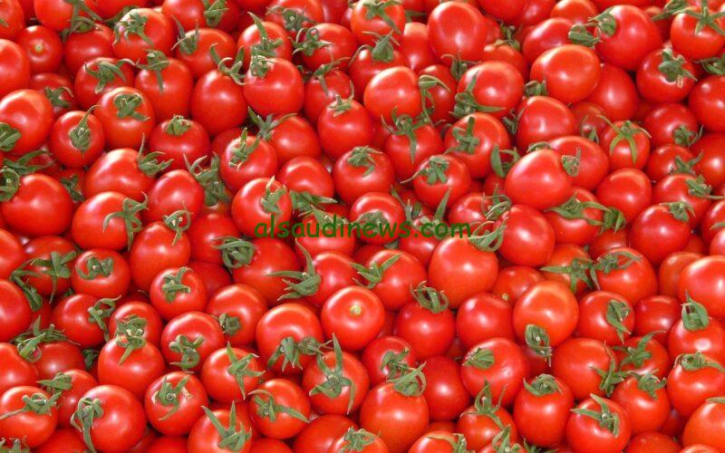القوطة بكام انهاردة؟.. سعر كيلو الطماطم اليوم الخميس 26-9-2024 والخضروات في الأسواق