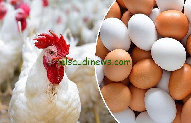 بورصة الدواجن.. اسعار الفراخ البيضاء اليوم 12 سبتمبر 2024 والبيض فى جميع المزارع والاسواق