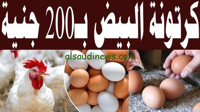 سعر كرتونة البيض اليوم للمستهلك الخميس 19 سبتمبر 2024 و أسعار الدواجن في الأسواق