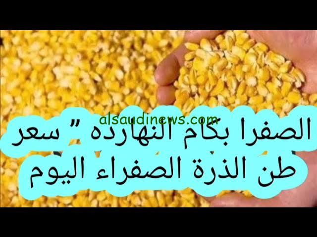 البرازيلي بـ11600… سعر طن الذرة الصفراء اليوم الاثنين 9 سبتمبر 2024 وسعر الاعلاف اليوم في الأسواق المصرية